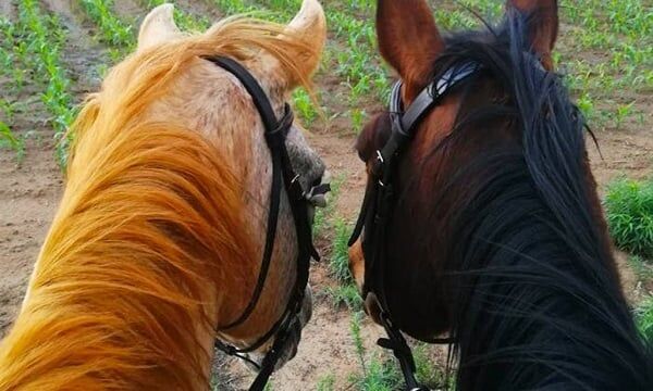 ESDA | 60-Minute Horse Safari Ride for 2