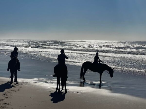 Garys Beach Horse Rides | Beach Horse Ride For 1